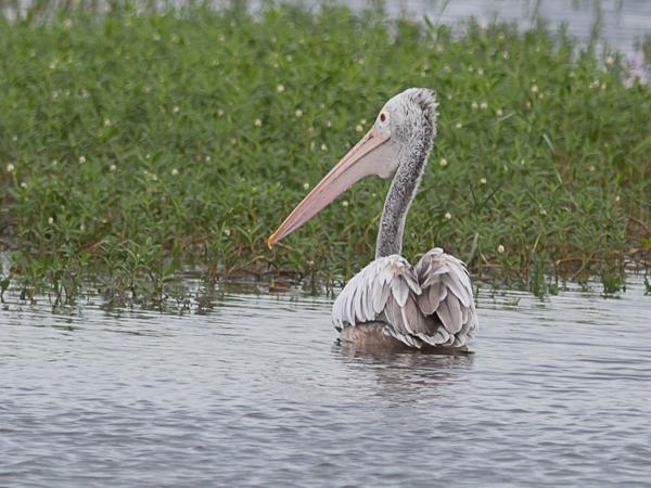 <h3><a href="/trips/srilanka/biota/animalia/chordata/aves/015 pelecaniformes/005 pelecanidae/pelecanus philippensis/pelecanus philippensis-nl.html">Pelecanus&nbsp;philippensis</a> / Spot‑billed&nbsp;pelican / Grijze&nbsp;pelikaan</h3>NIKON D500 met AF-S Nikkor 300mm f/2.8G IF-ED VR II, 1/800 sec  bij F5.6, ISO 320, afstand 44.6&nbsp;m